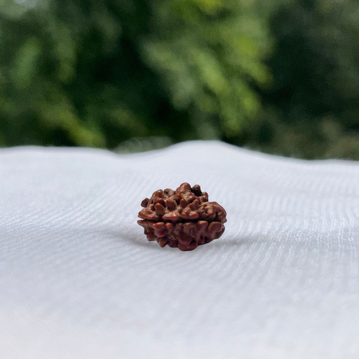 2 Mukhi Nepali Rudraksha - Full View