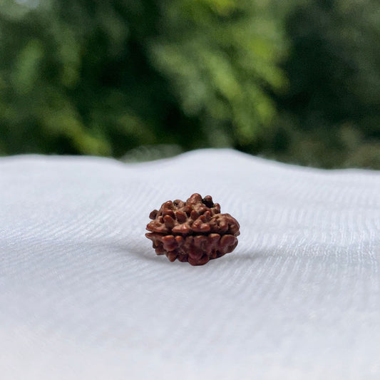 2 Mukhi Nepali Rudraksha - Full View