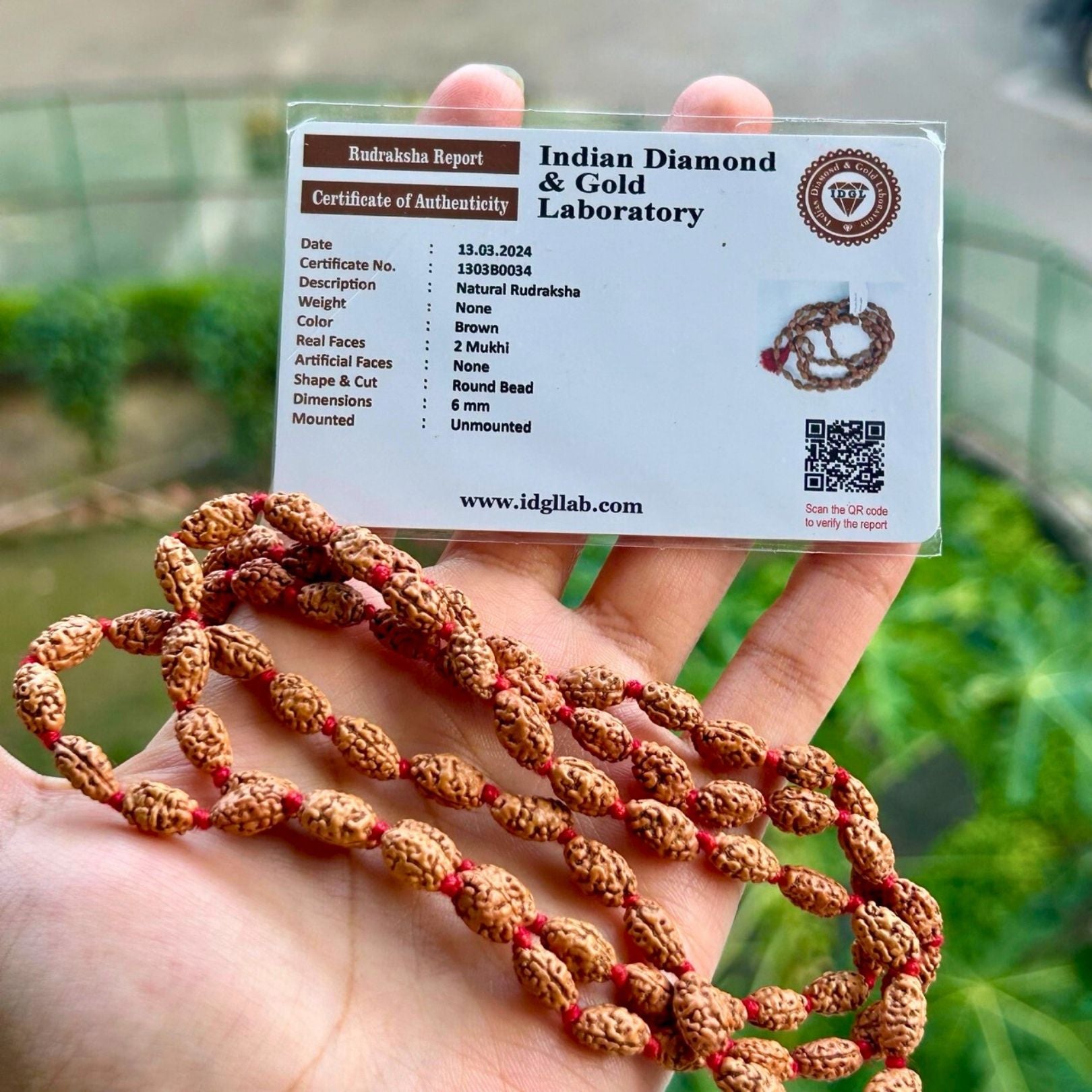 2 Mukhi Rudraksha Mala - with Certificate