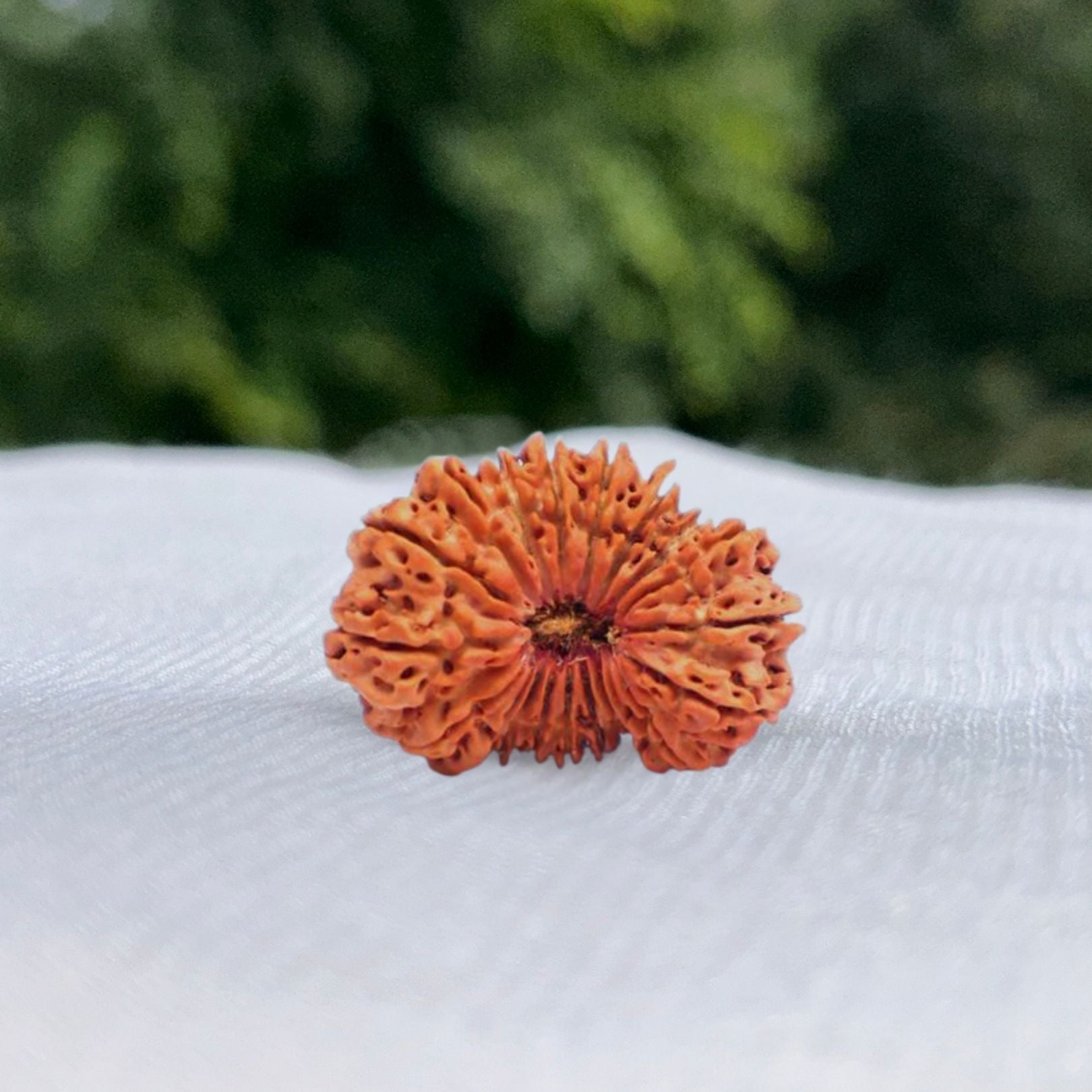 20 Mukhi Nepali Rudraksha