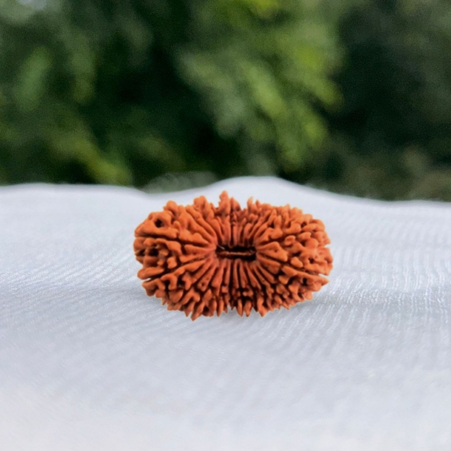 21 Mukhi Nepali Rudraksha 
