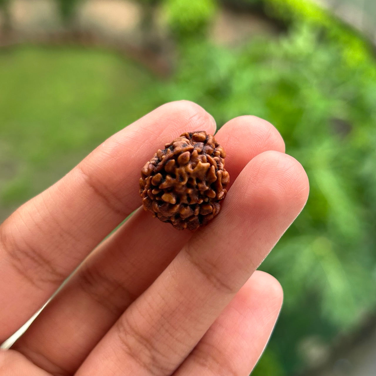 3 Mukhi Himalayan Rudraksha - In Hand