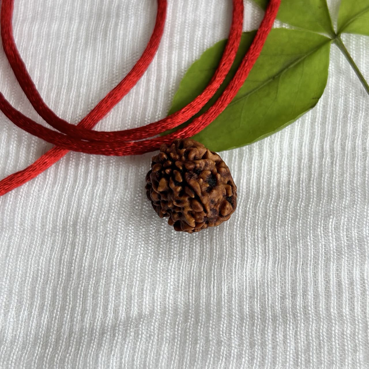 3 Mukhi Himalayan Rudraksha - Angle View