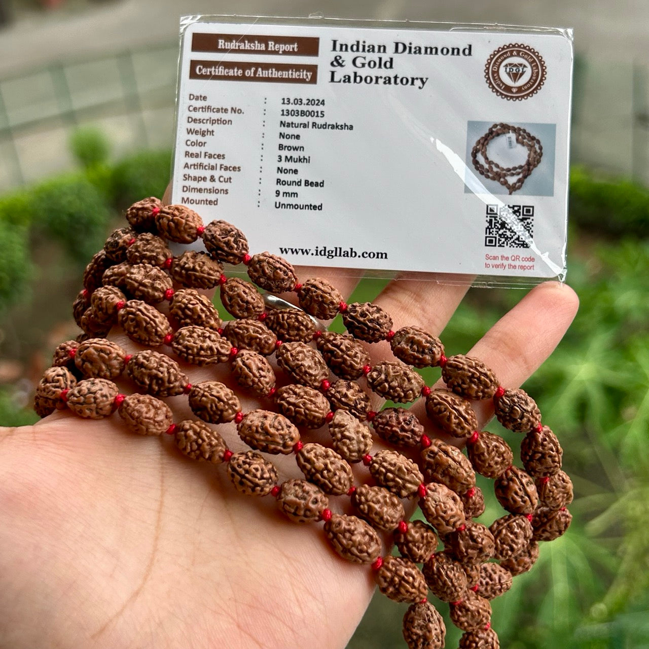 3 Mukhi Rudraksha Mala - With Certificate