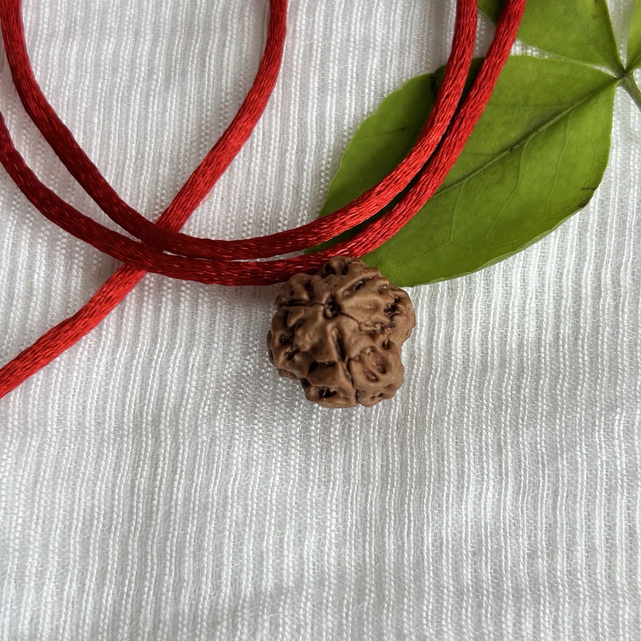 3 Mukhi Nepali Rudraksha - Angle View