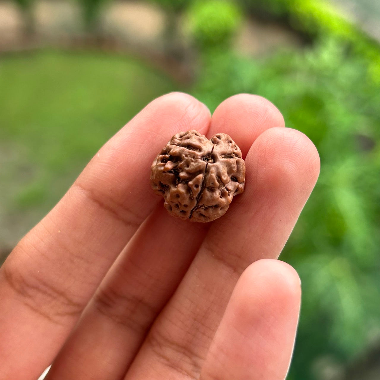 3 Mukhi Nepali Rudraksha - In Hand