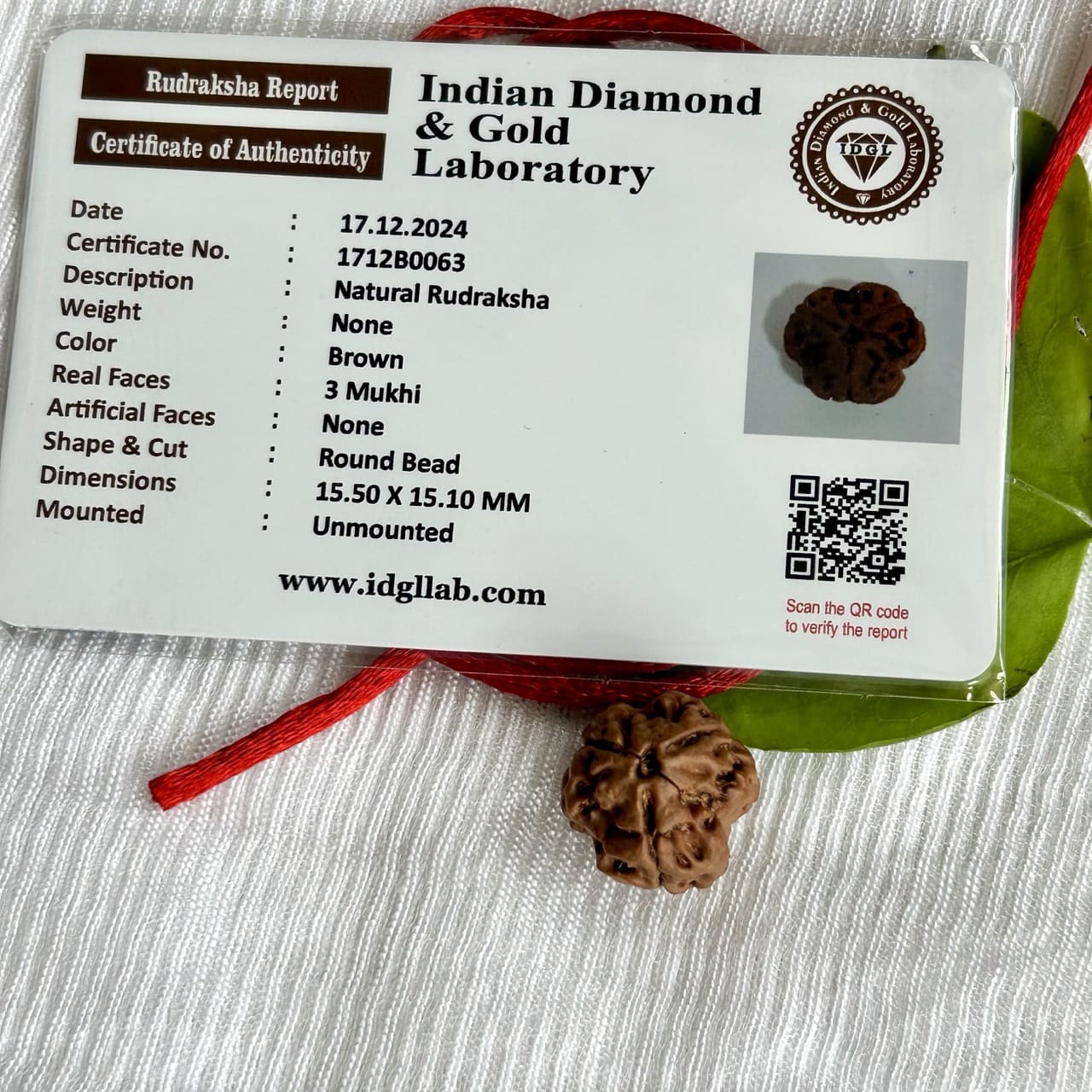 3 Mukhi Nepali Rudraksha - With Certificate
