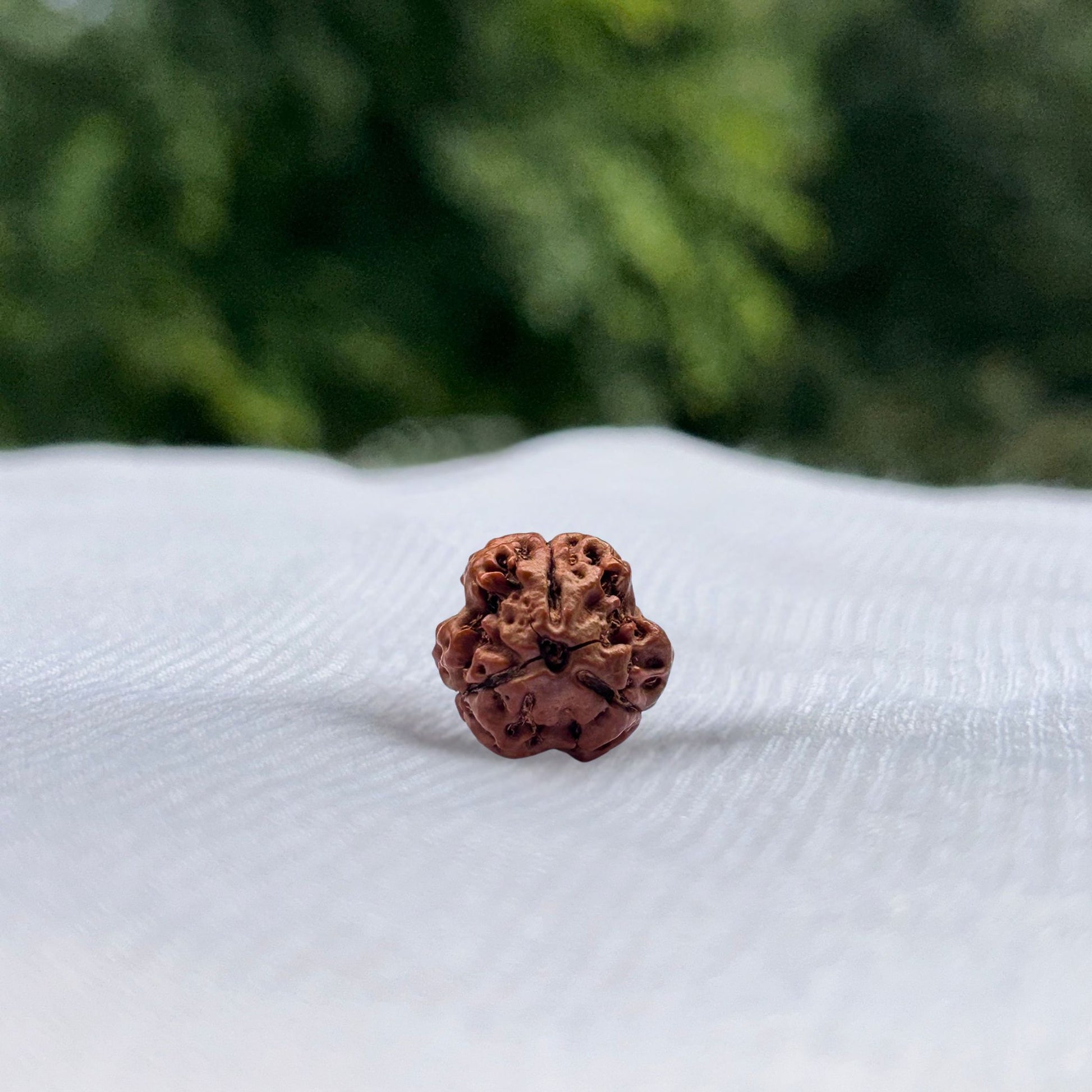 3 Mukhi Nepali Rudraksha - Full View
