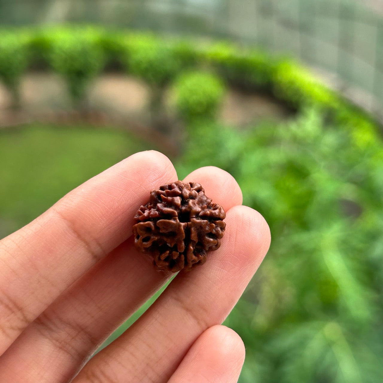 4 Mukhi Nepali Rudraksha - In Hand
