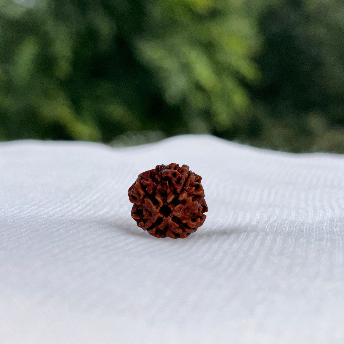 4 Mukhi Nepali Rudraksha - Full View