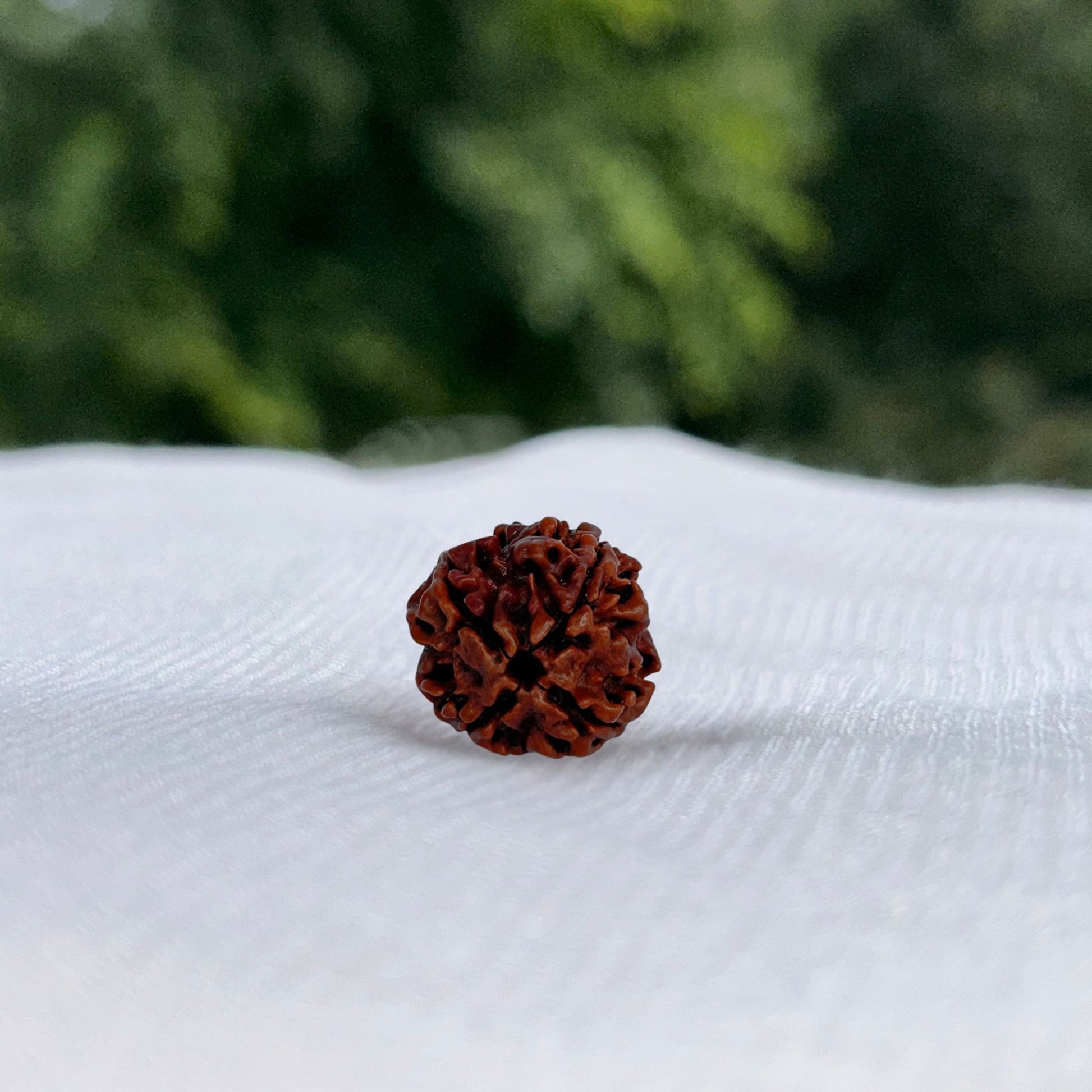 4 Mukhi Nepali Rudraksha - Full View