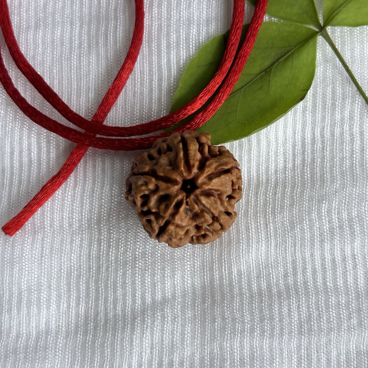 5 Mukhi Nepali Rudraksha - Angle View