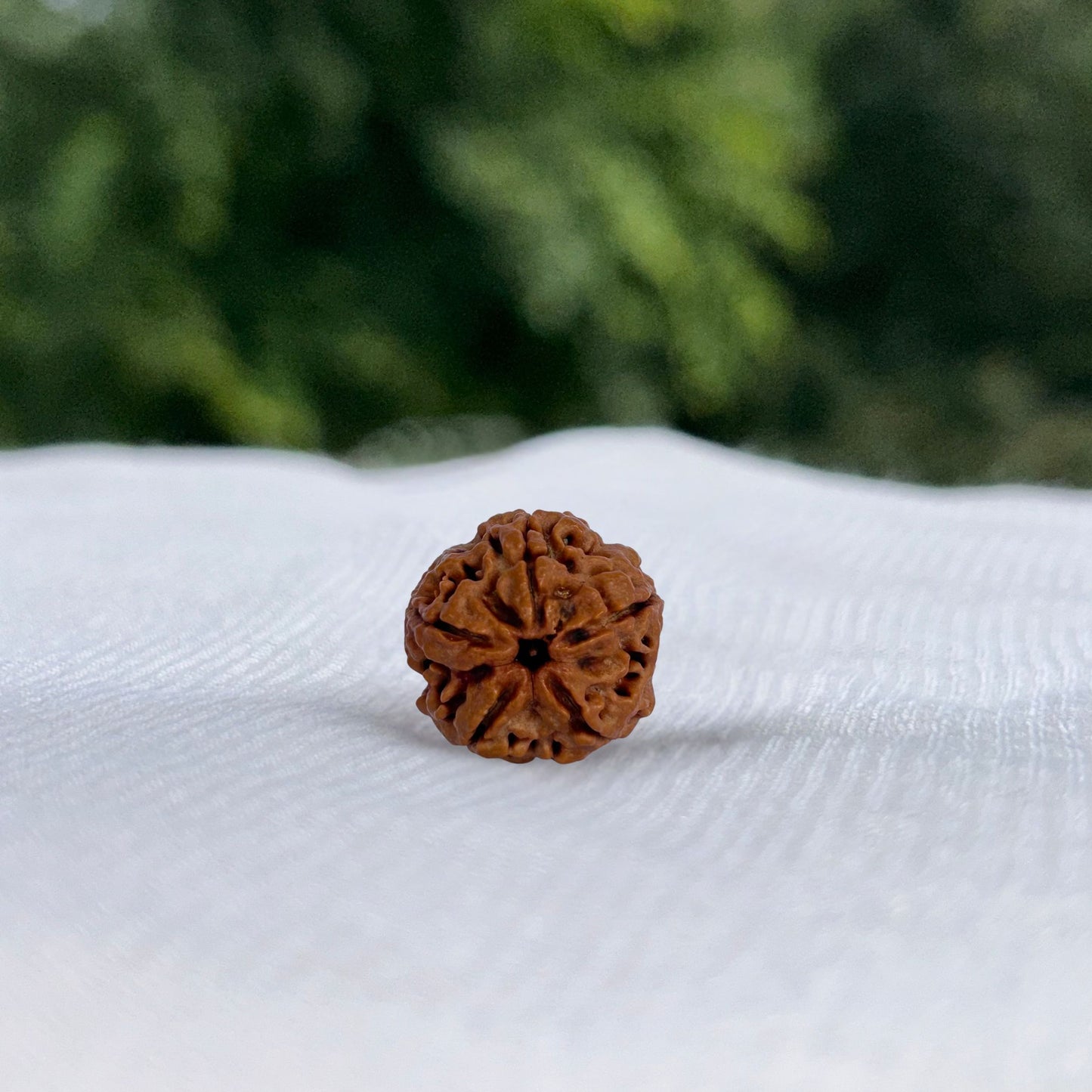 5 Mukhi Nepali Rudraksha - Full View