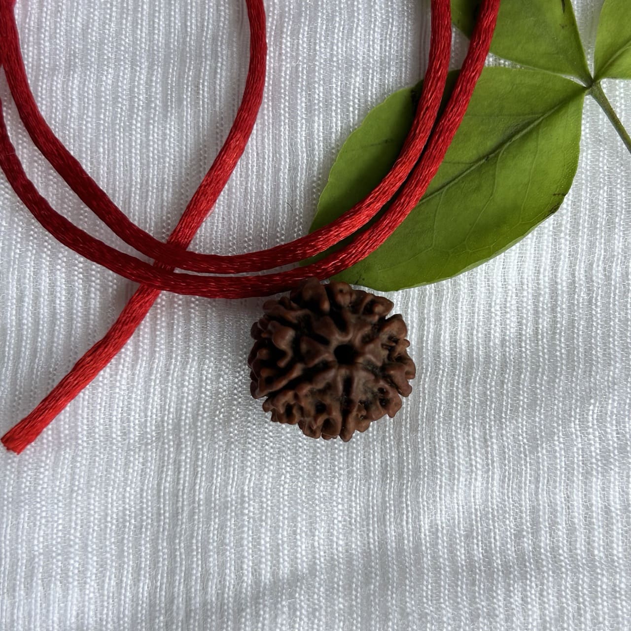 6 Mukhi Nepali Rudraksha - Angle View