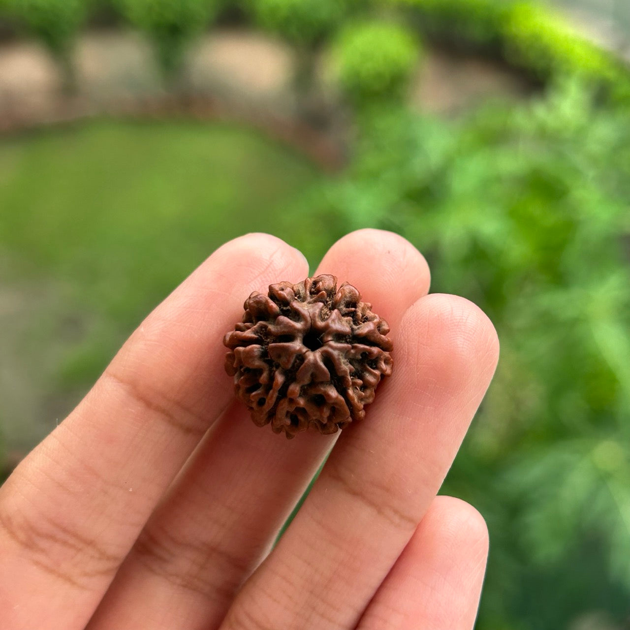 6 Mukhi Nepali Rudraksha - In Hand