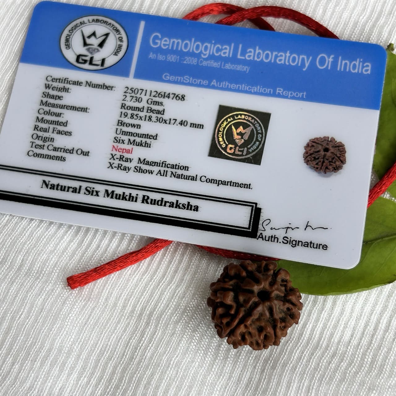 6 Mukhi Nepali Rudraksha - With Certificate