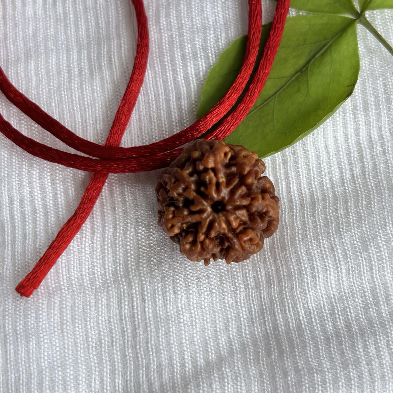 7 Mukhi Nepali Rudraksha - Angle View