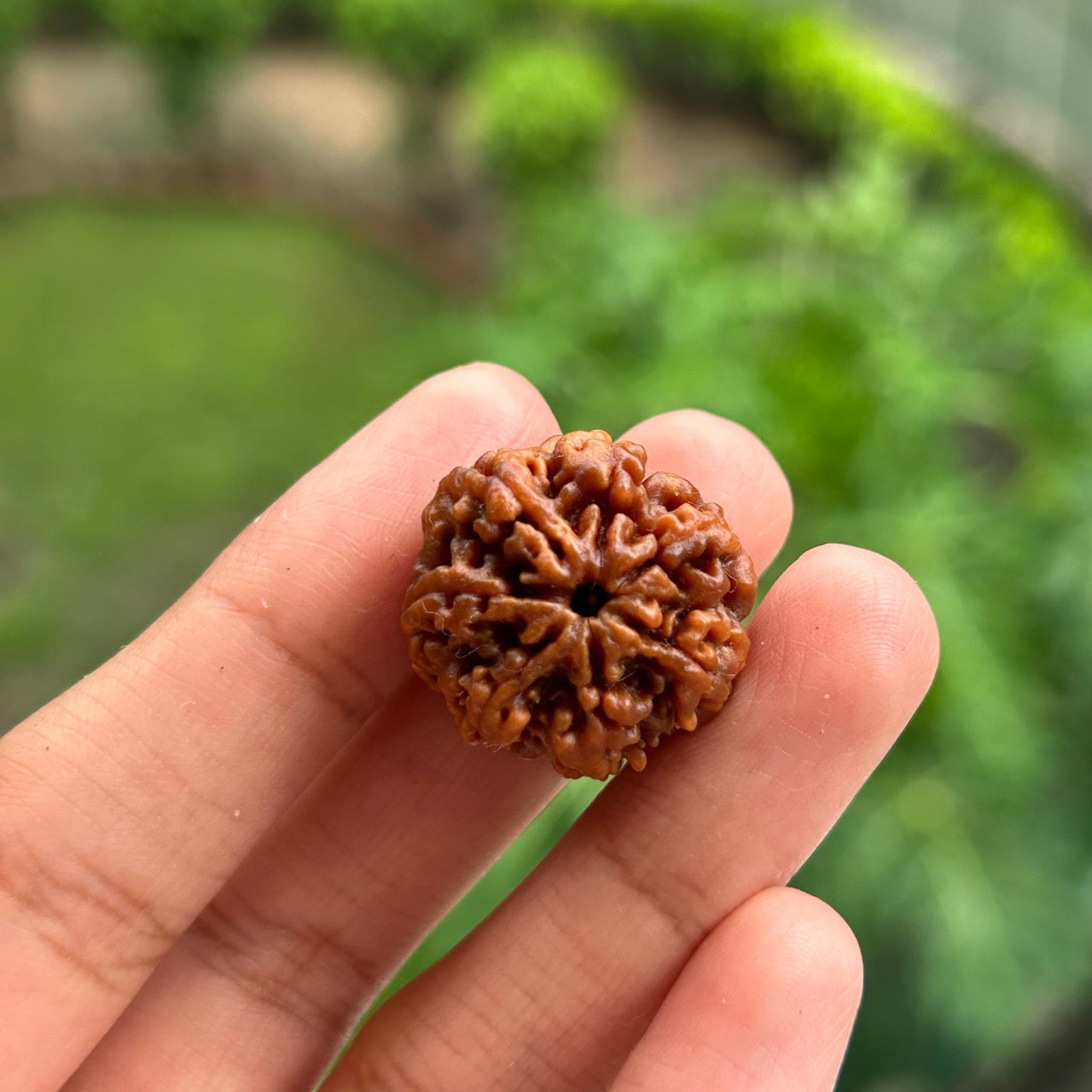 7 Mukhi Nepali Rudraksha - In Hand