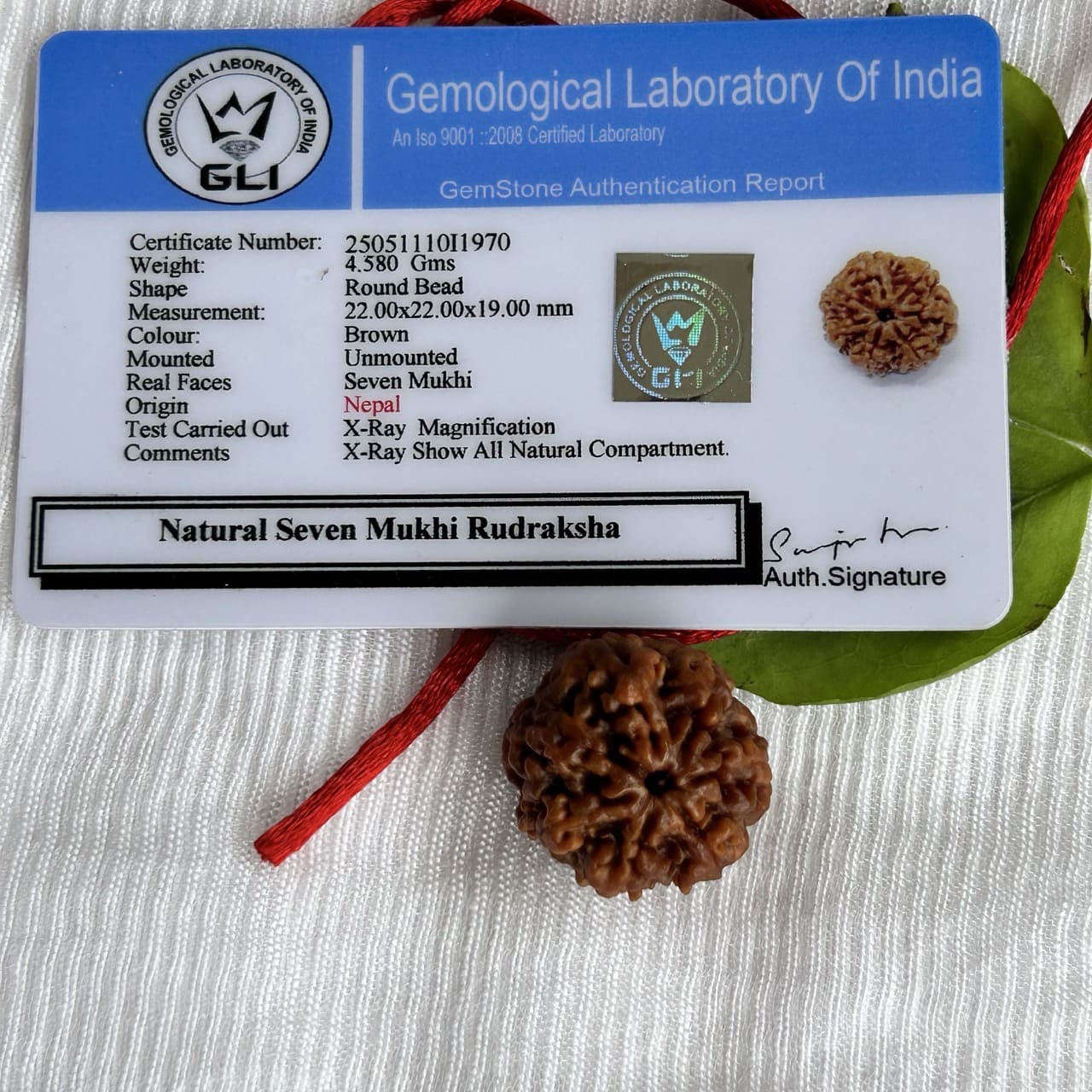 7 Mukhi Nepali Rudraksha - With Certificate