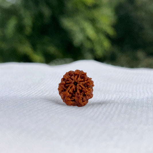 7 Mukhi Nepali Rudraksha - Full View