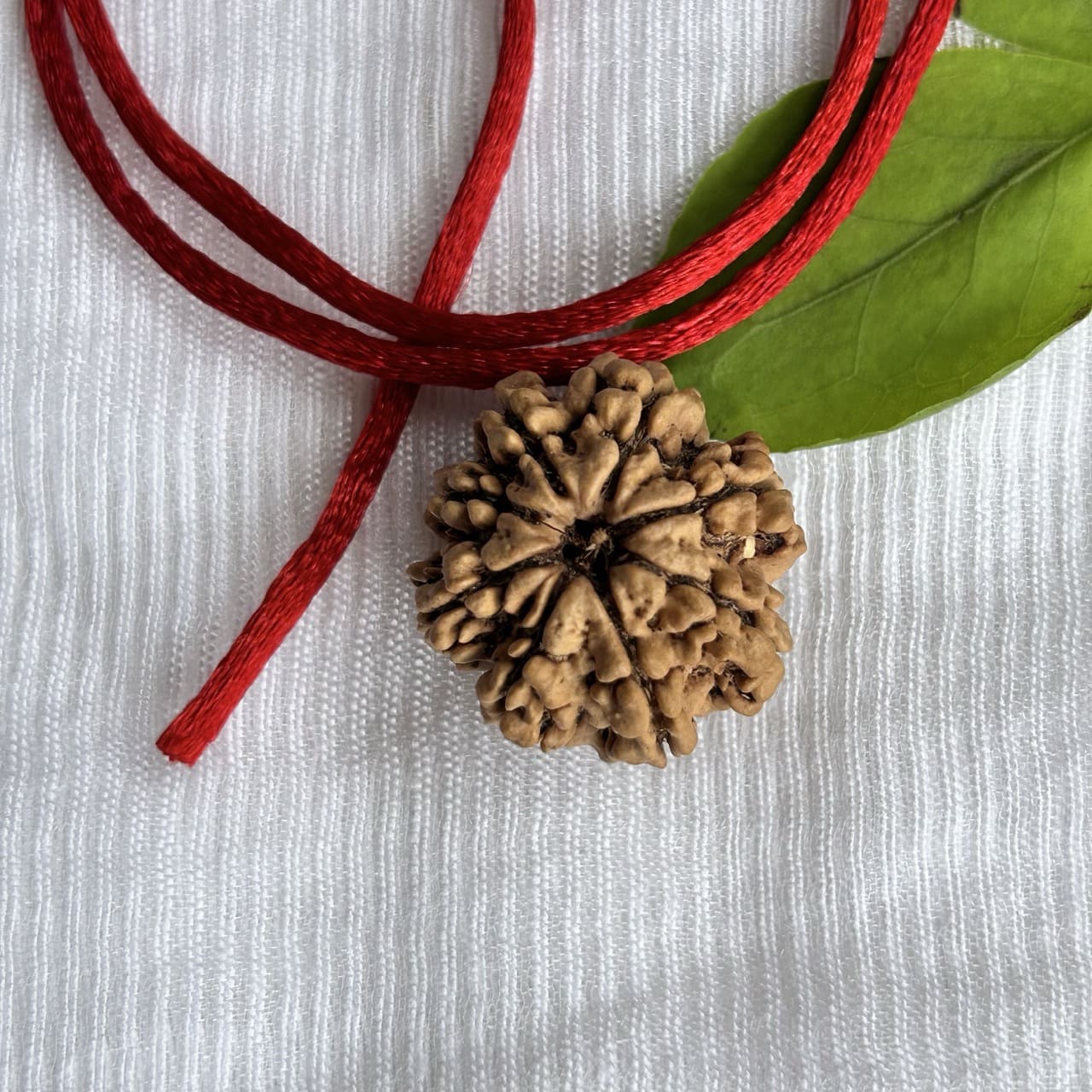 8 Mukhi Nepali Rudraksha - Angle View