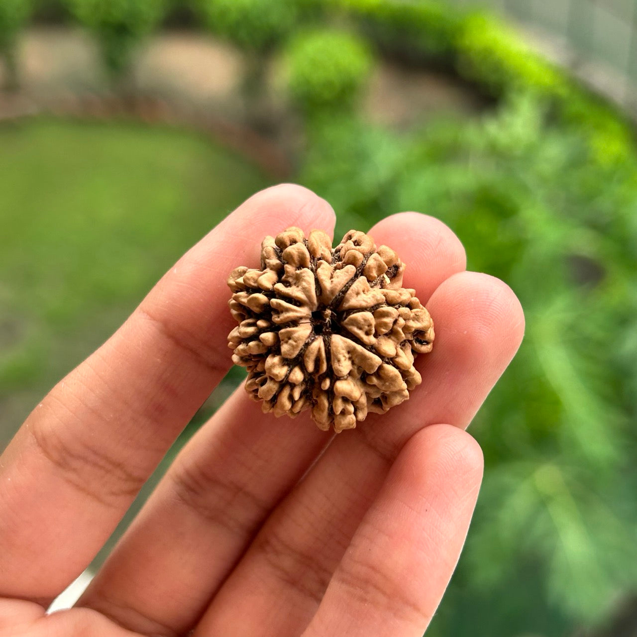 8 Mukhi Nepali Rudraksha - In Hand
