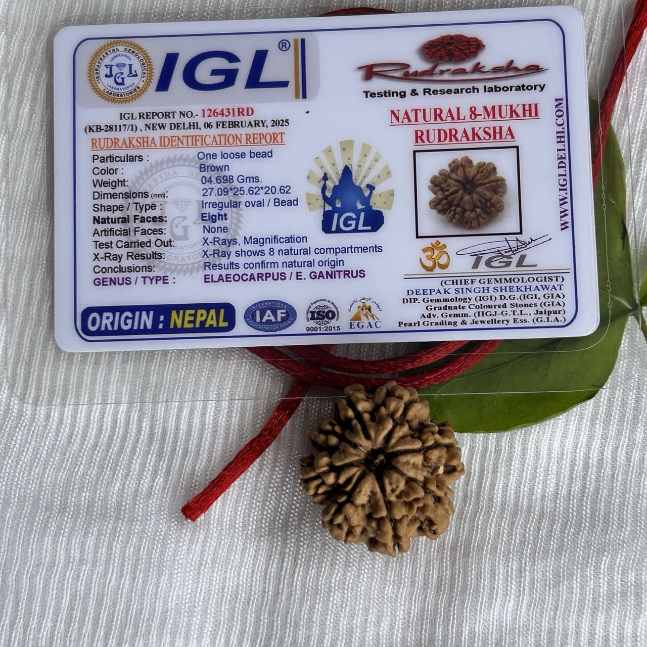 8 Mukhi Nepali Rudraksha - With Certificate