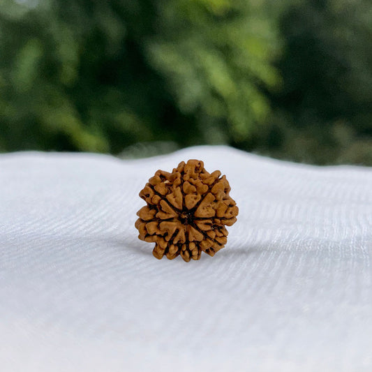 8 Mukhi Nepali Rudraksha - Full View