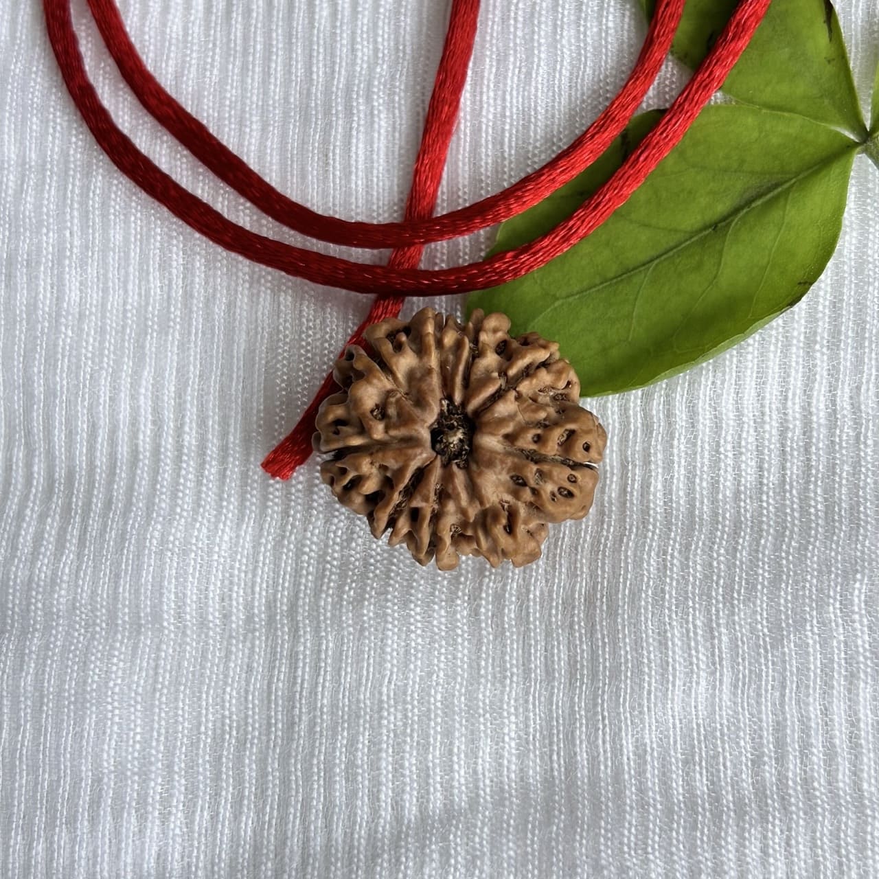 9 Mukhi Nepali Rudraksha full view