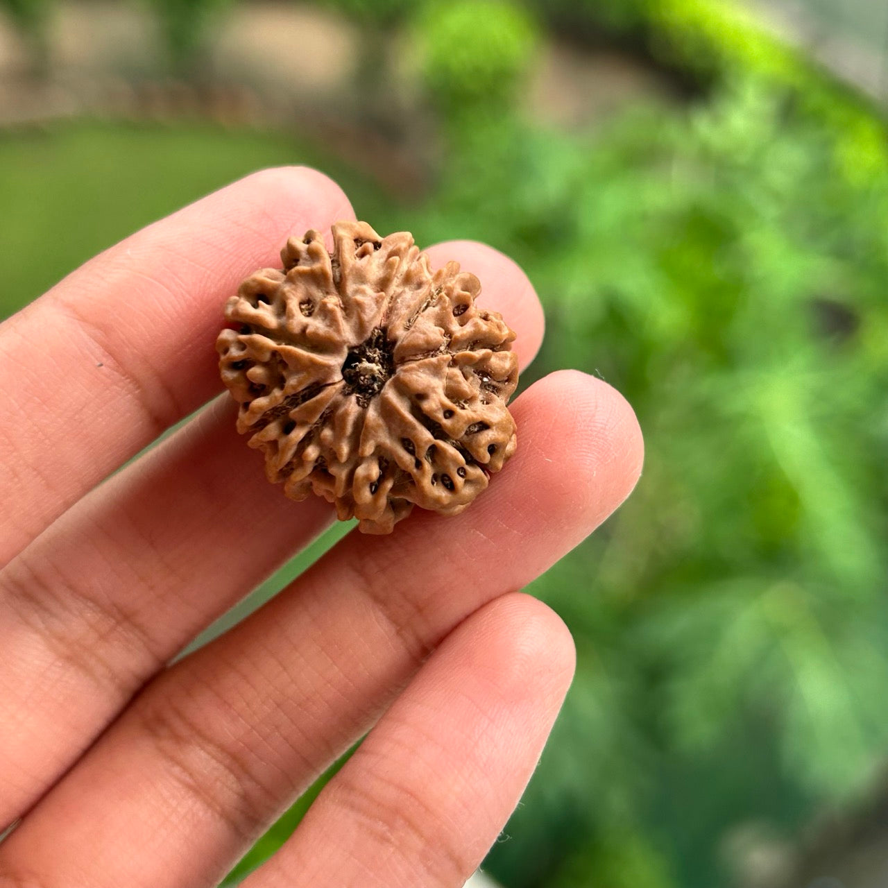 9 Mukhi Rudraksha - Nepali