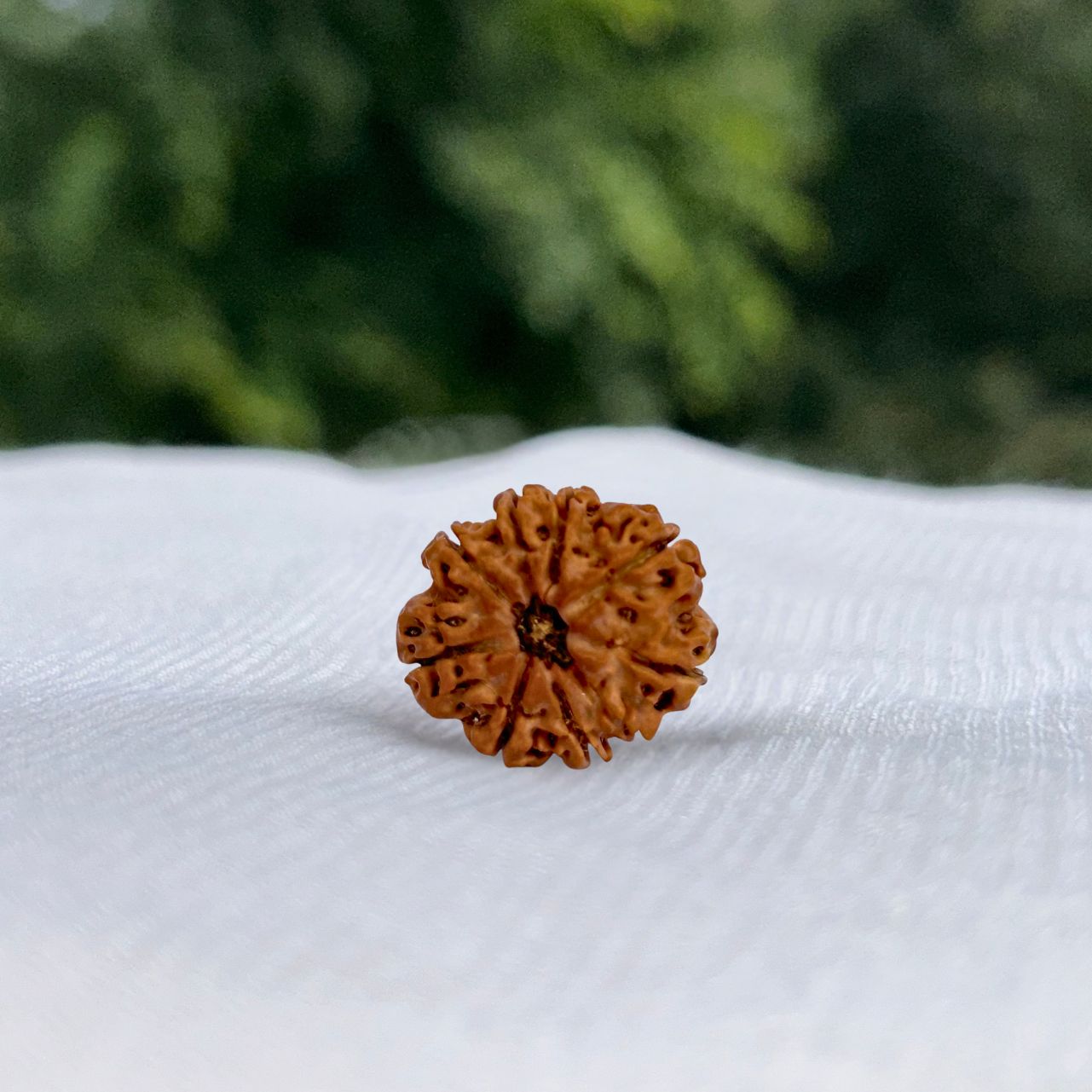 9 Mukhi Nepali Rudraksha