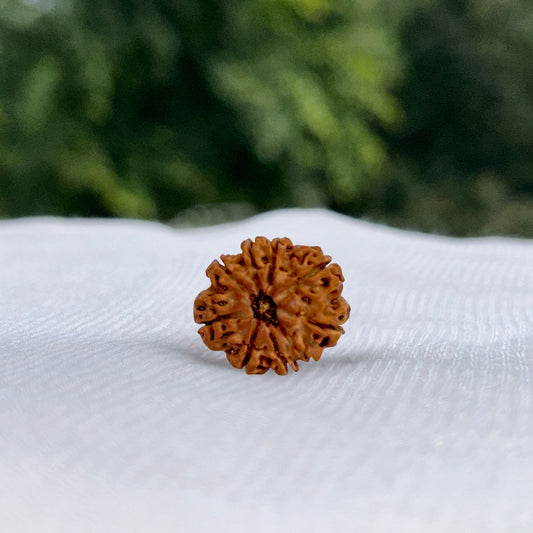 9 Mukhi Nepali Rudraksha