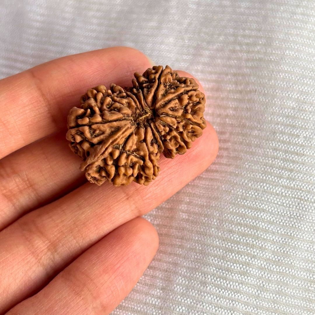 14 Mukhi Ganesh Rudraksha - in hand