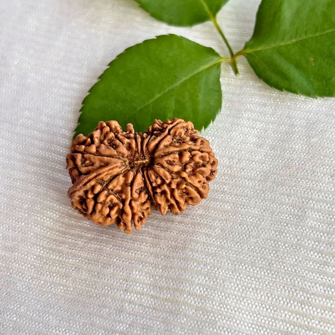 14 Mukhi Ganesh Rudraksha