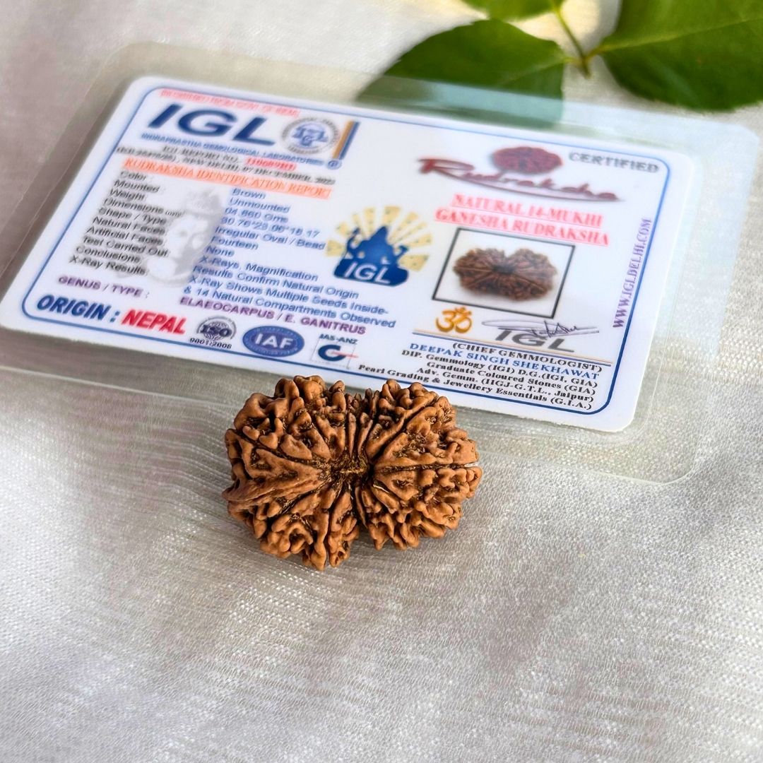 14 Mukhi Ganesh Rudraksha - with certificate