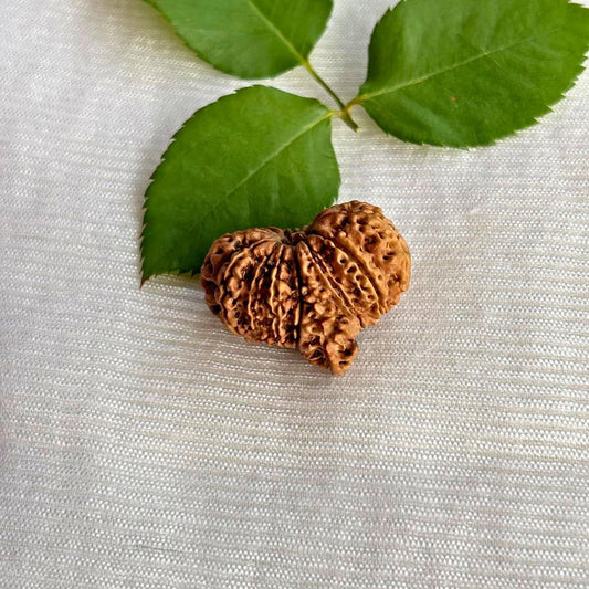15 Mukhi Ganesh Rudraksha