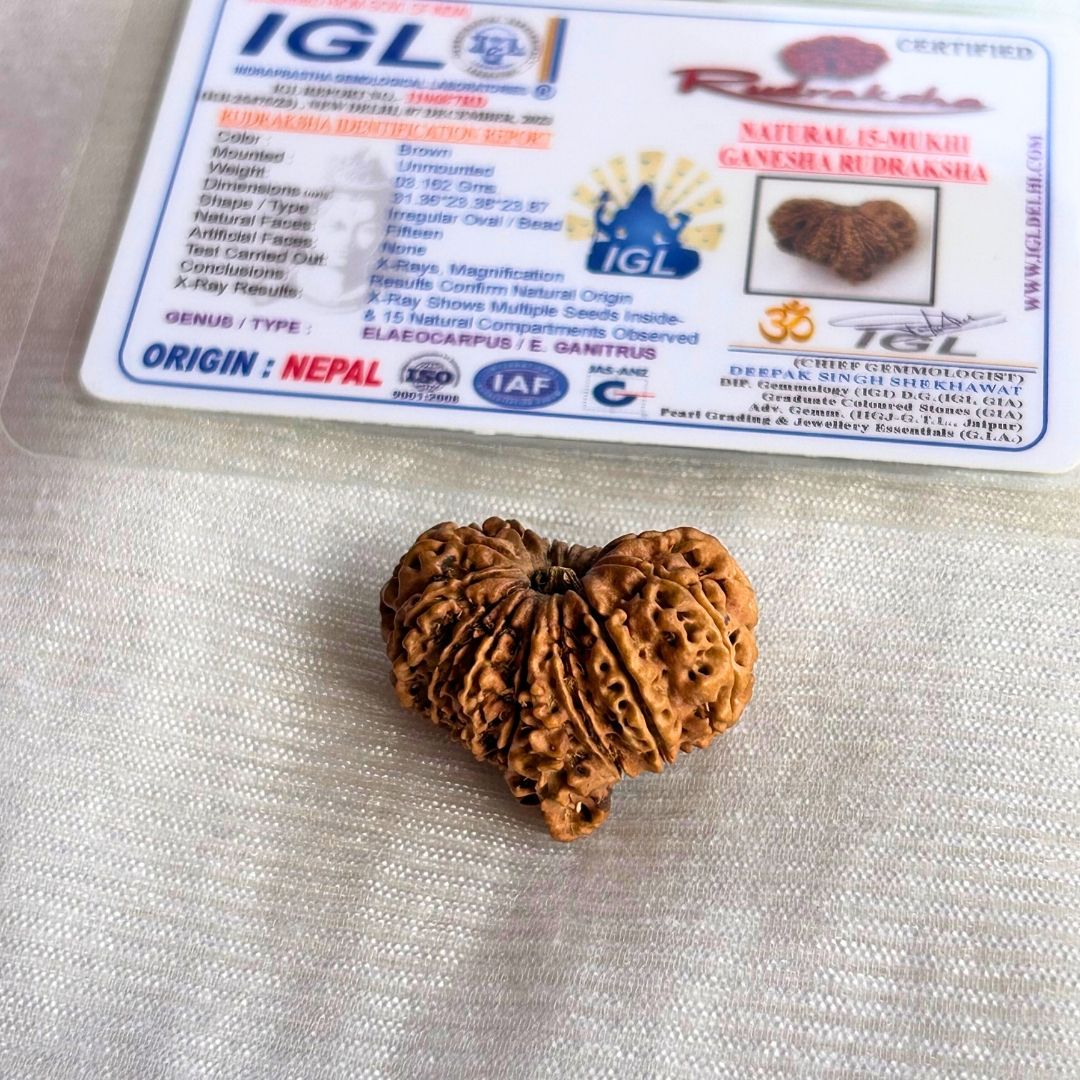 15 Mukhi Ganesh Rudraksha- With certificate