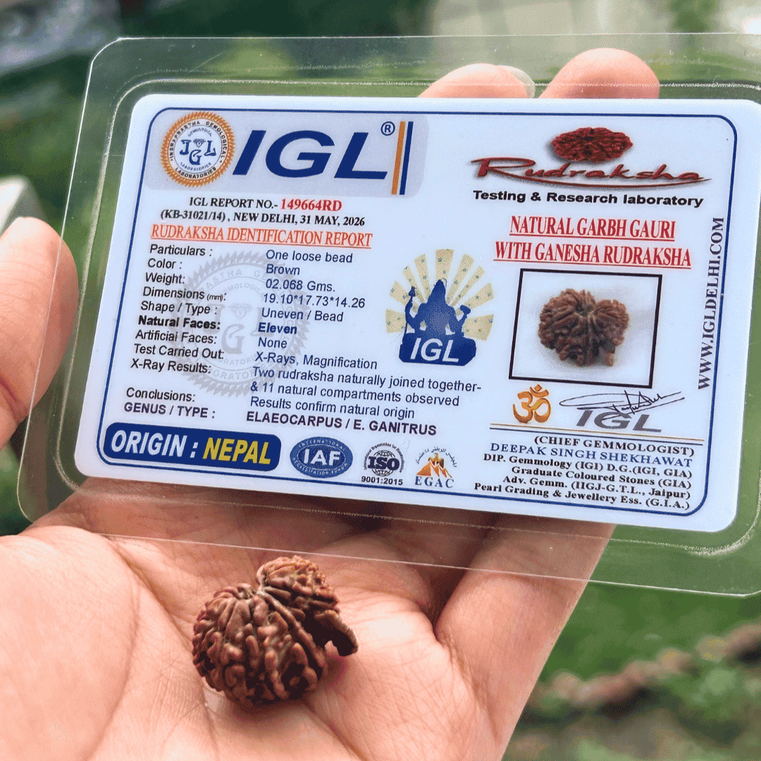 Garbh Gauri with Ganesh Rudraksha - with certificate