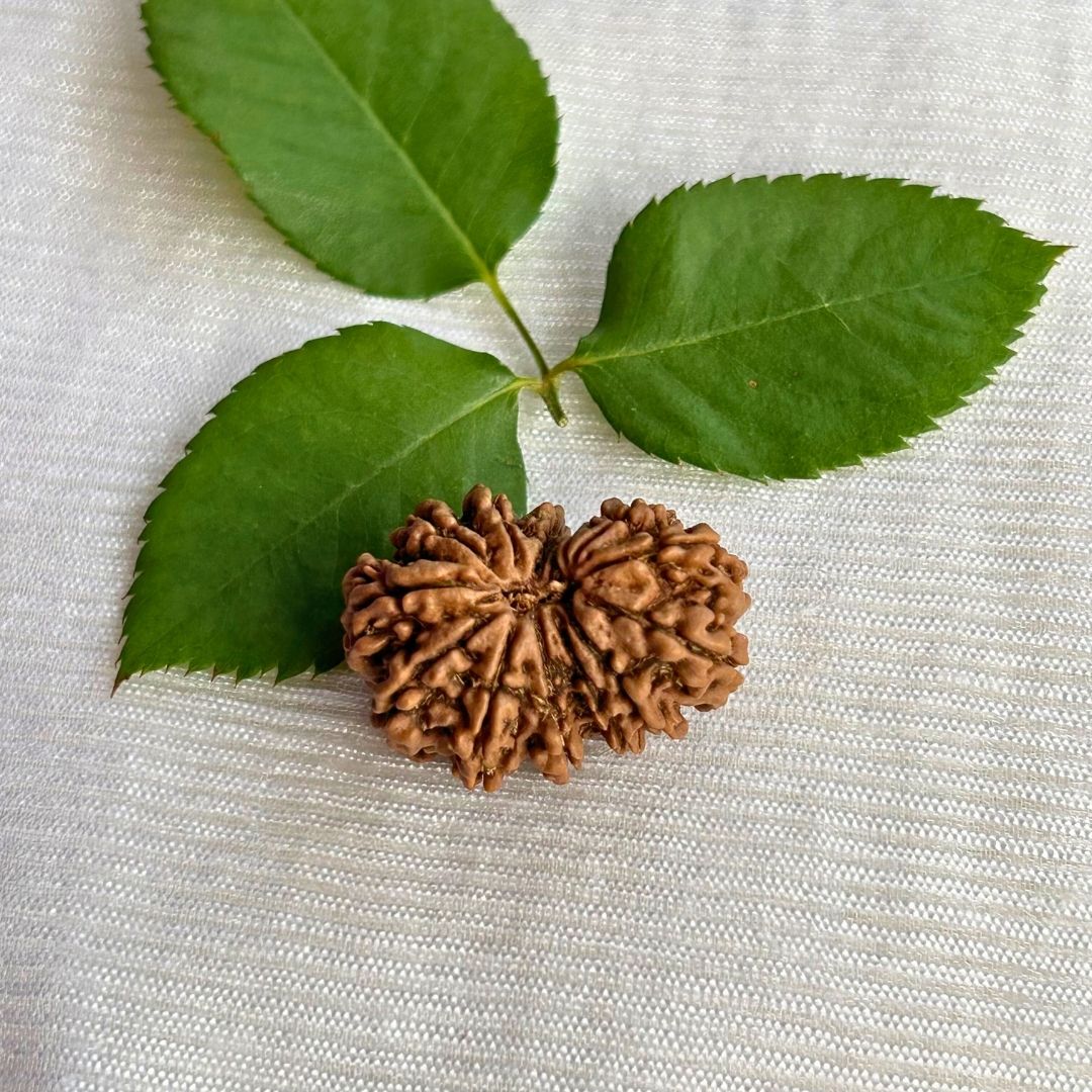 14 Mukhi Gauri Shankar Rudraksh