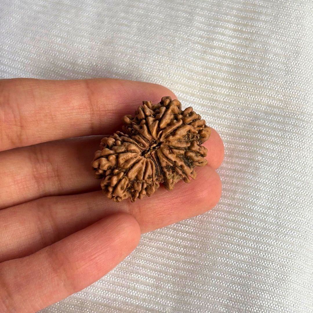 14 Mukhi Gauri Shankar Rudraksh - in Hand