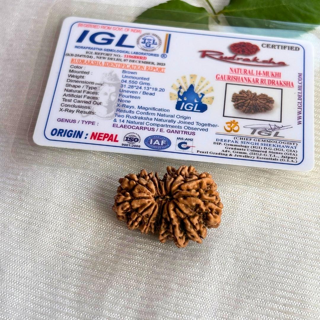 14 Mukhi Gauri Shankar Rudraksh- With certificate