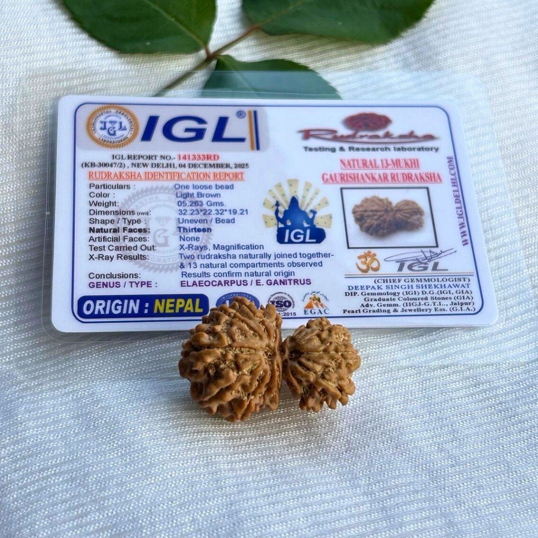 Gauri Shankar 13 Mukhi With Certificate