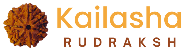 Kailasha Rudraksh