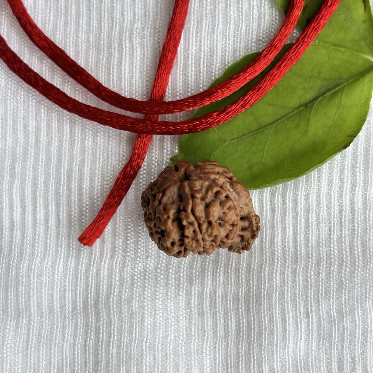 Ganesh Rudraksha - Angle View