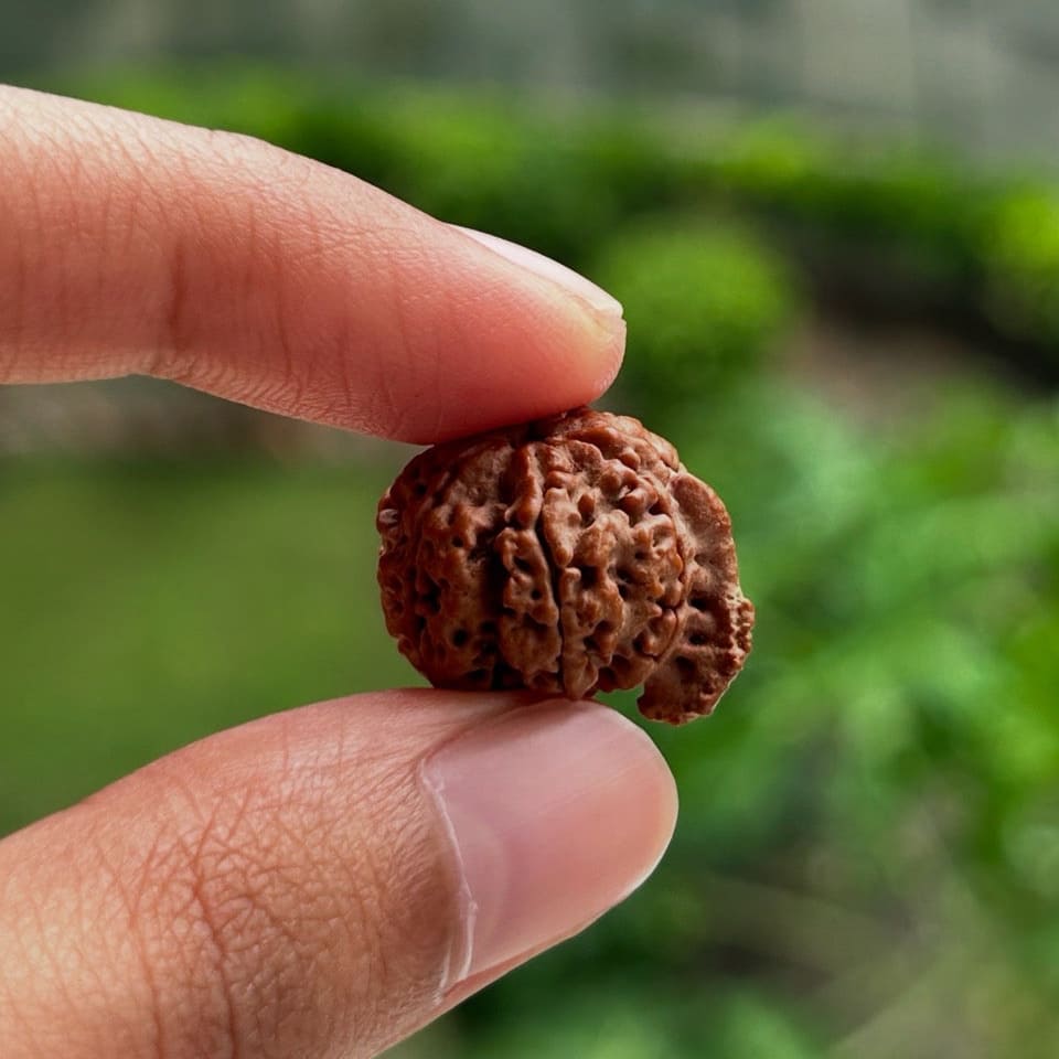 Ganesh Rudraksha - In Hand