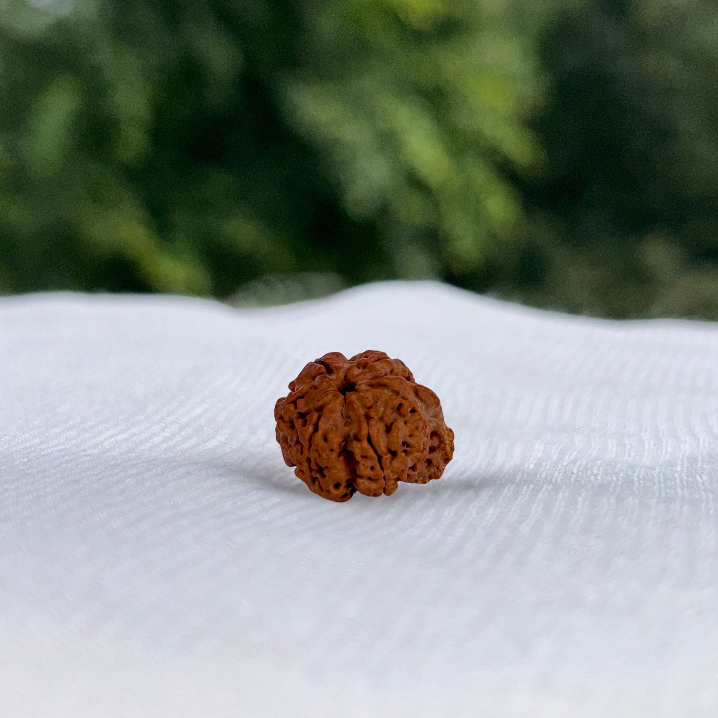 Ganesh Rudraksha - Full View