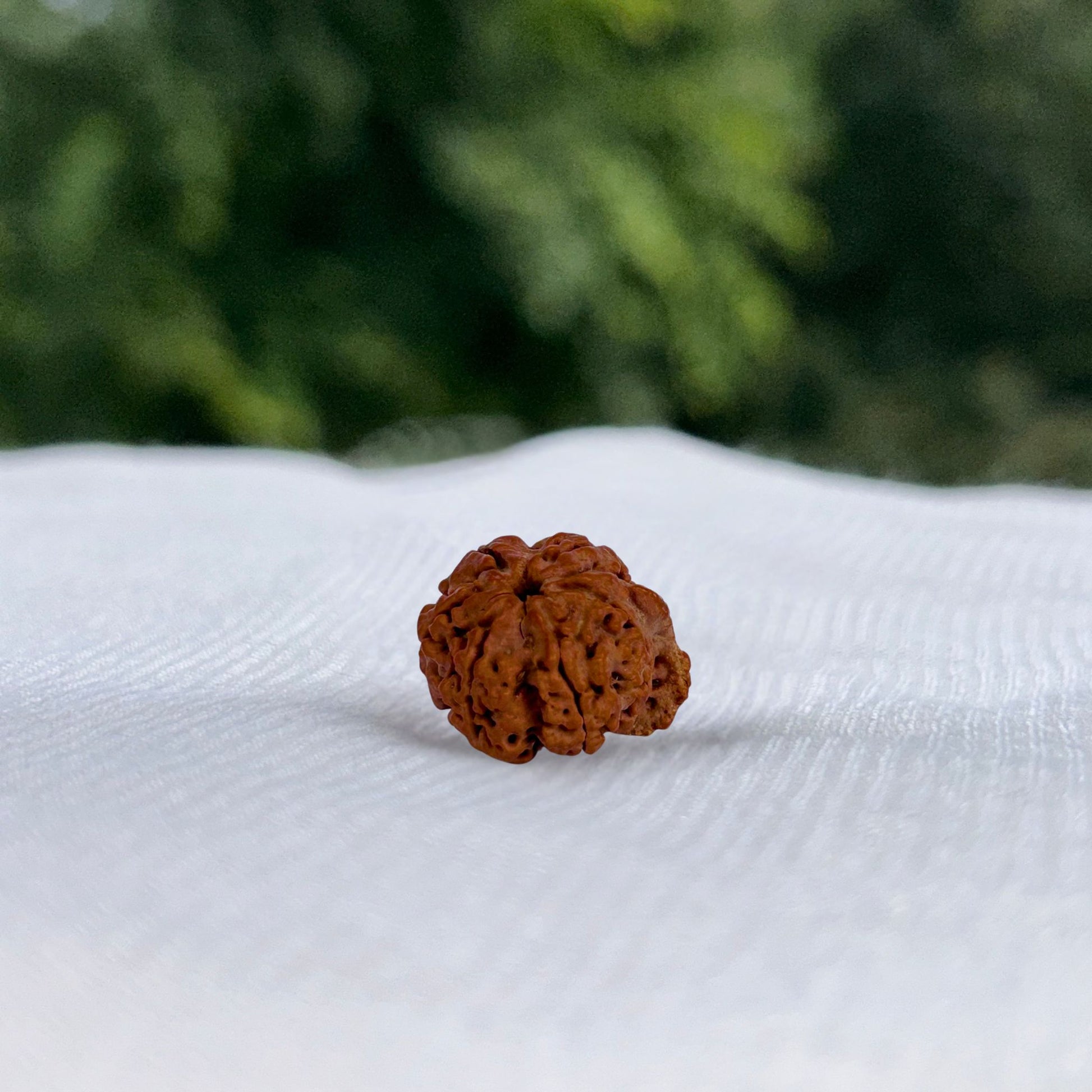 Ganesh Rudraksha - Full View