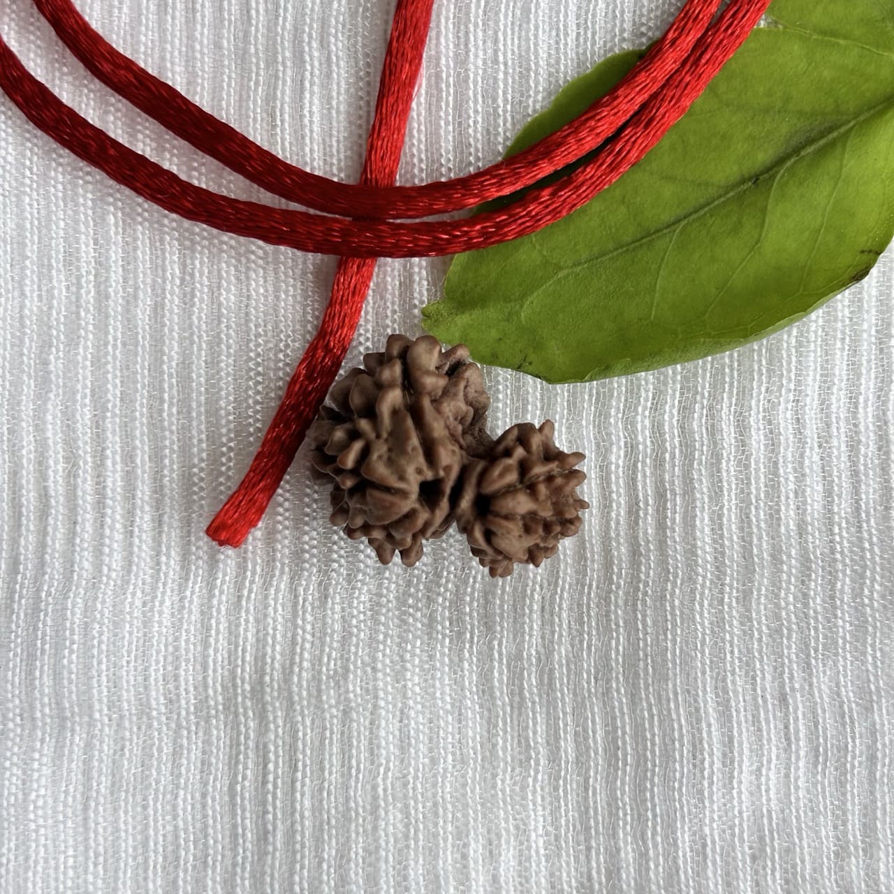 Garbh Gauri Rudraksha - Angle View