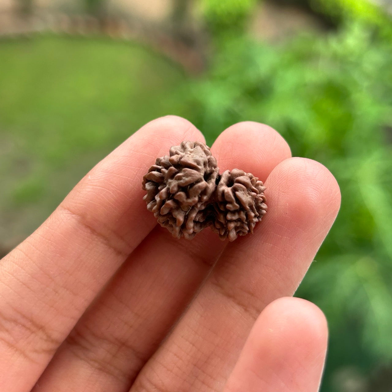 Garbh Gauri Rudraksha - In Hand