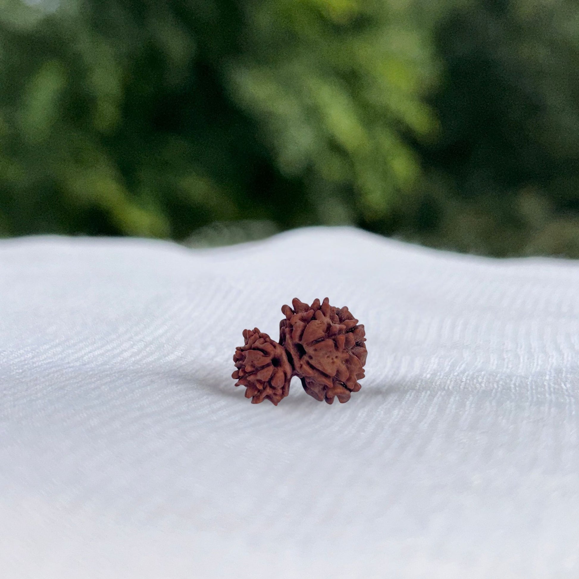 Garbh Gauri Rudraksha - Full View